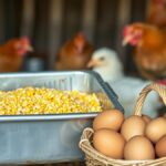 Ilustrasi wadah pakan berisi jagung giling dan keranjang telur ayam di kandang