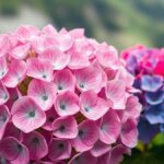 Merapi Garden dan Bukit Sanjaya, Spot Murah Berlatar Merapi di Selo Ilustrasi bunga hortensia merah muda dan biru di taman pegunungan berkabut